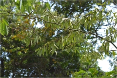Ventilago goughii